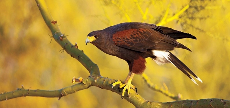 harris hawk