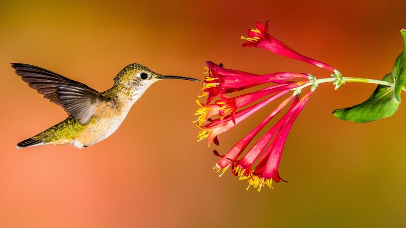 hummingbird facts