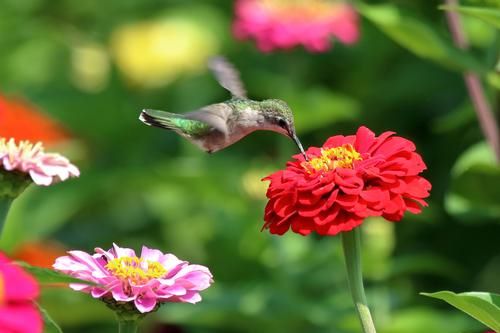 hummingbird garden