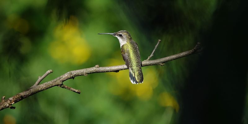 hummingbird perched