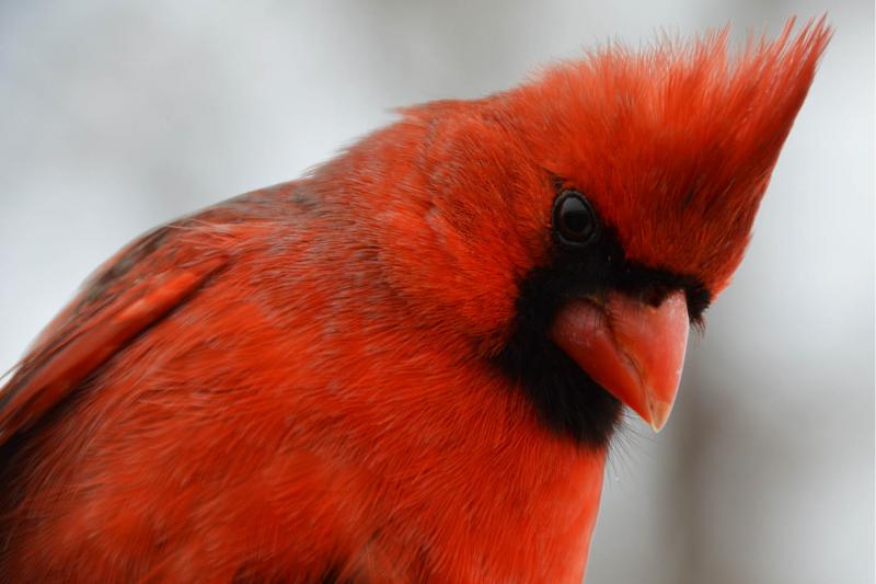 lone cardinal looking down