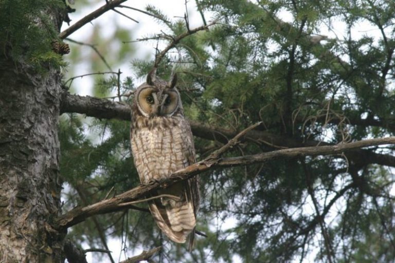 Owls In (7 Species Pictured) Daily Birder