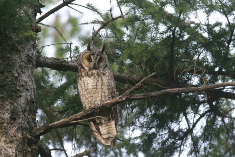 long eared owl