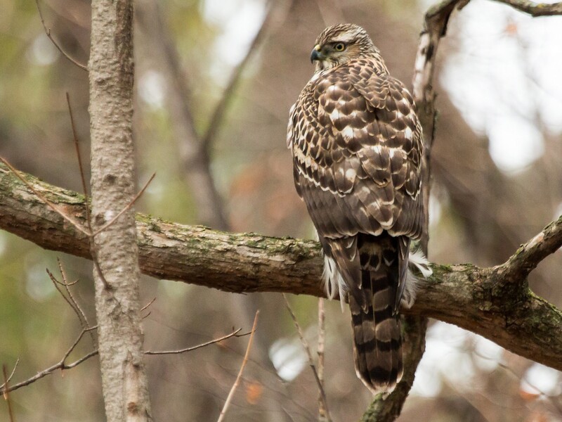 northern goshawk