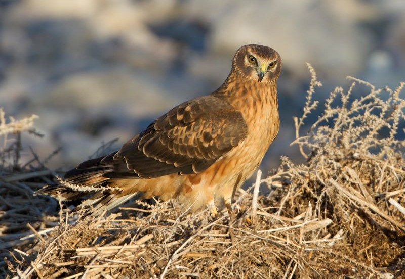 northern harrier