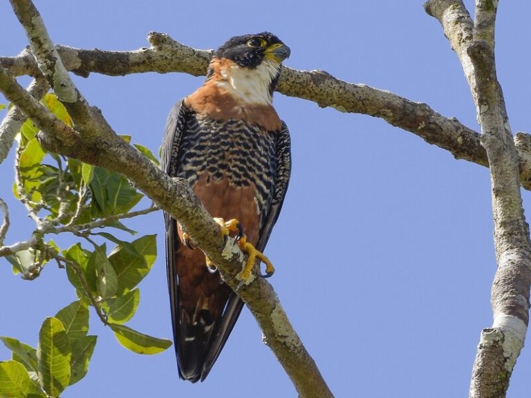 Orange Breasted Birds: A Complete Guide - Daily Birder