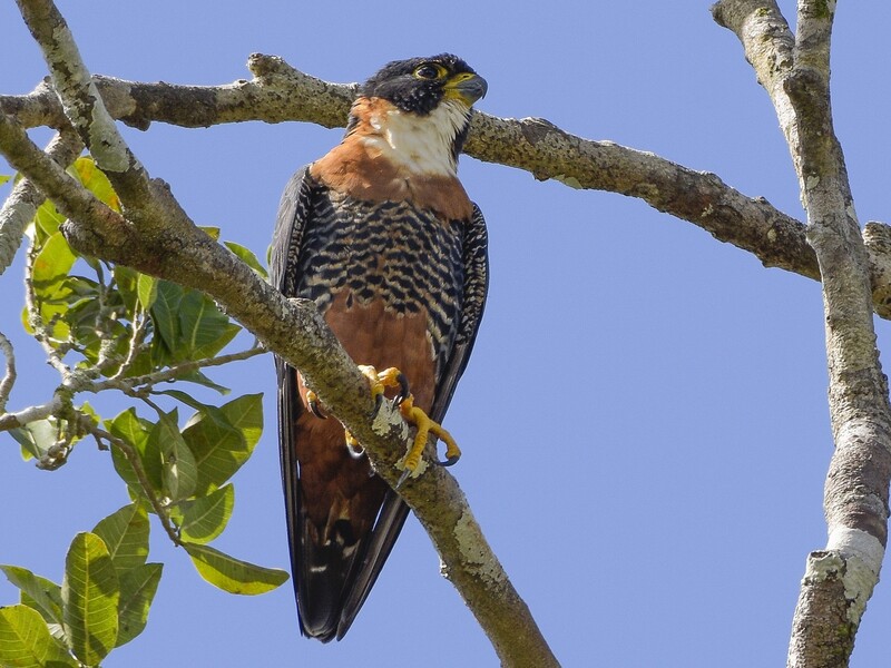 orange breasted falcon