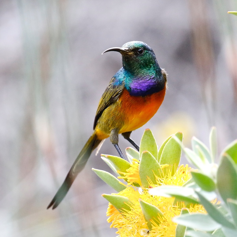 orange breasted sunbird