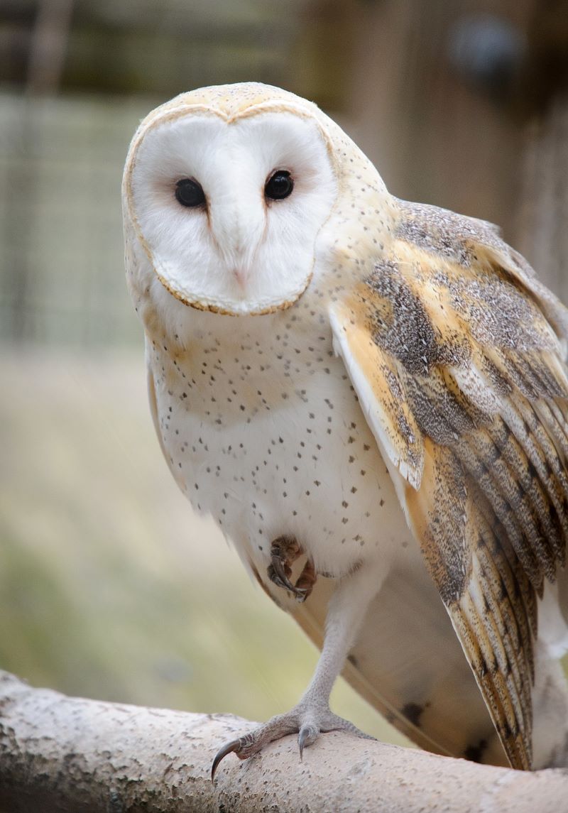 Why Do Owls Hoot At Night? Daily Birder