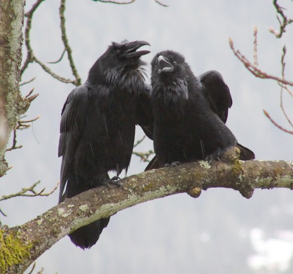 ravens talking