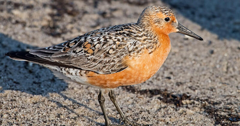 red knot