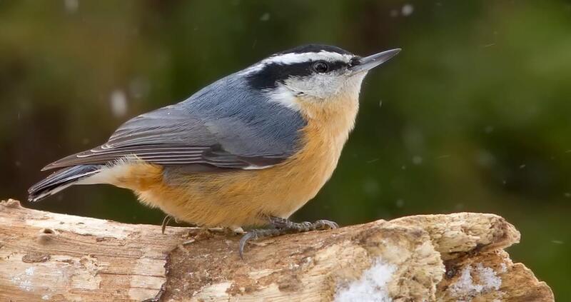 red breasted nuthatch