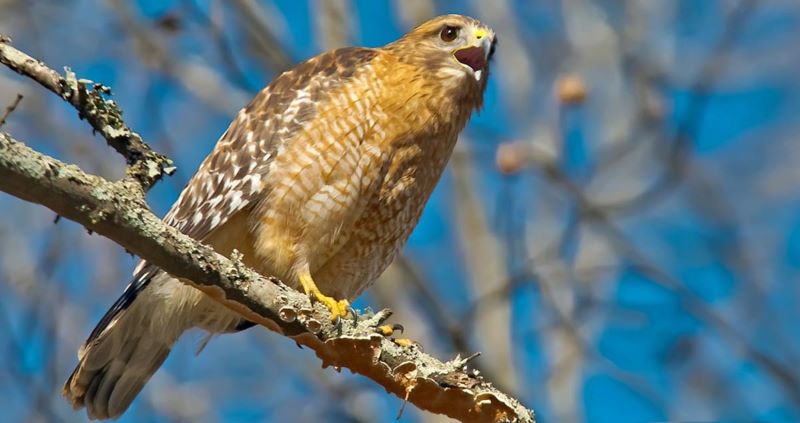 red shouldered hawk