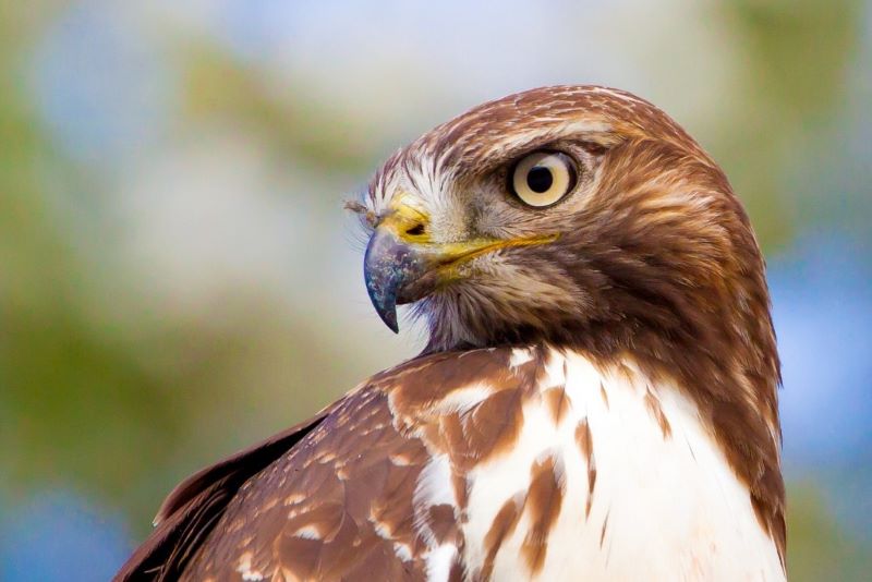 red tailed hawk wingspan