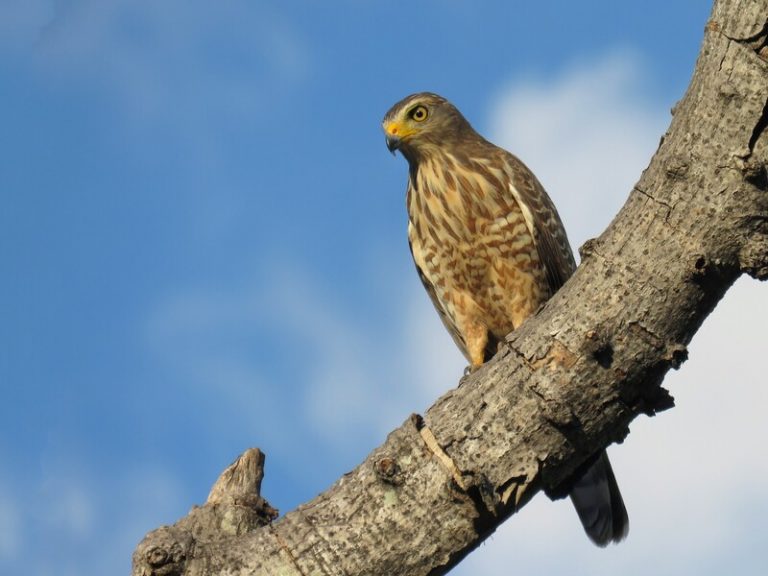 How To Attract Hawks To Your Backyard - Daily Birder