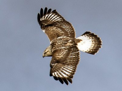 Hawks in California (9 Species Pictured) - Daily Birder