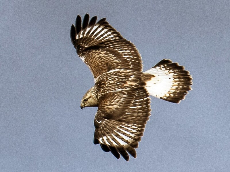 rough legged hawk