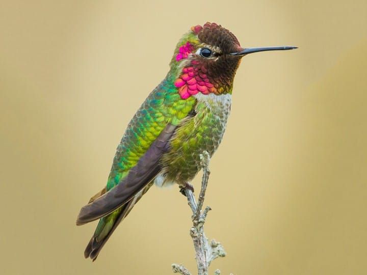 ruby throated hummingbird