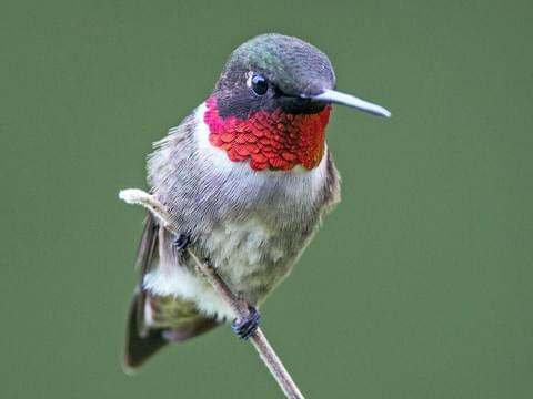 Hummingbirds In Michigan 6 Species Pictured Daily Birder