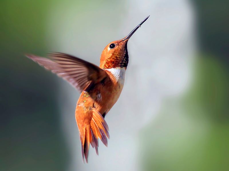 rufous hummingbird