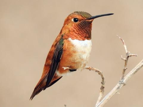 rufuos hummingbird