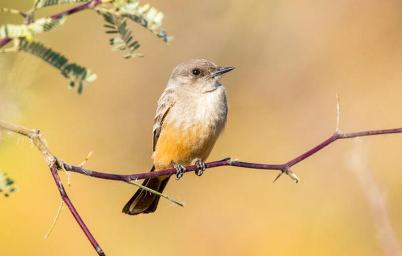 say's phoebe