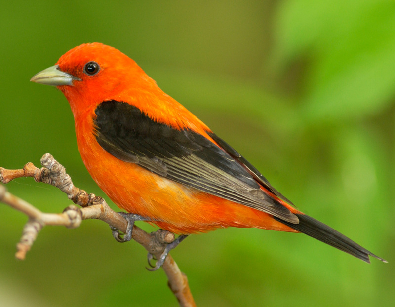 Red breasted Bird on orange/white Flower decorative figurine A 
