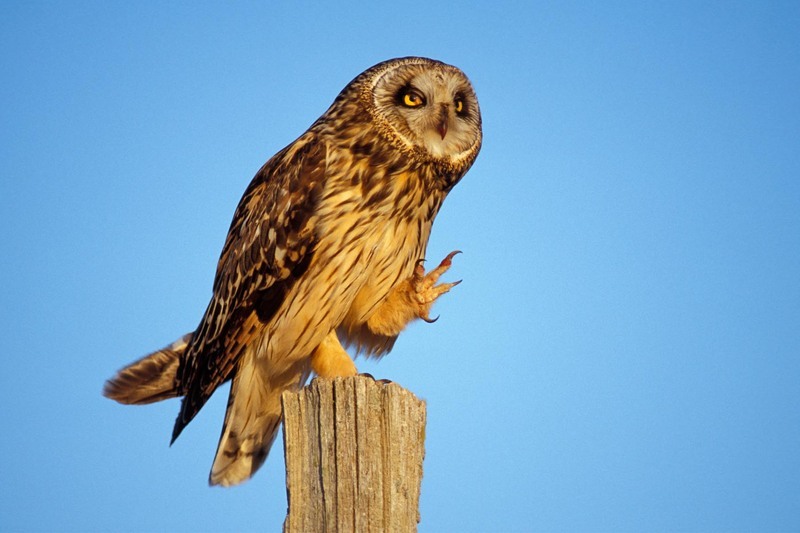 short eared owl