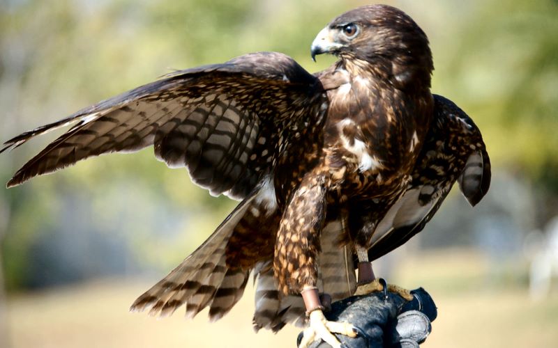 falco dalla coda corta