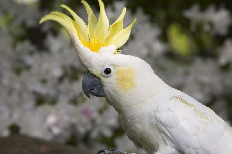 sulpher crested cockatoo