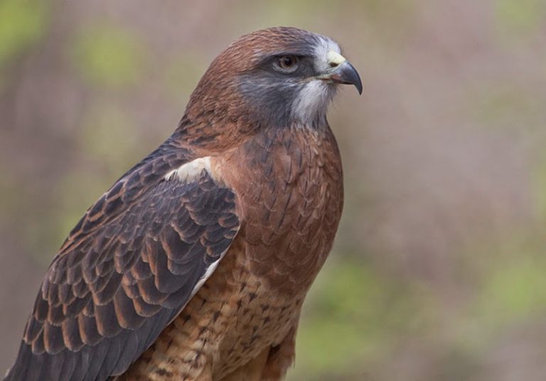 Cómo Atraer Halcones A Su Patio Trasero-Birder Diario | NCPEA Professor