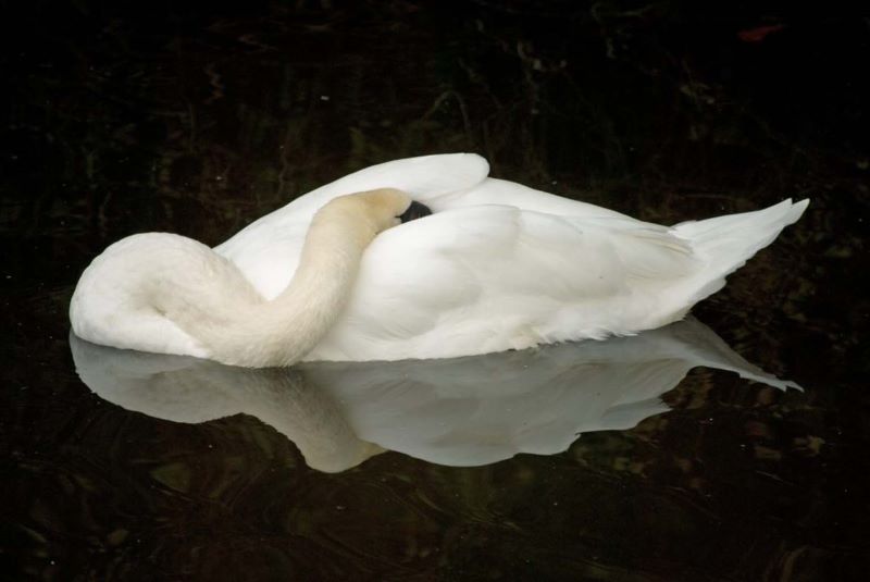 sleeping swan