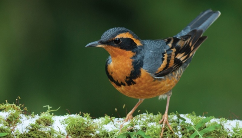 varied thrush