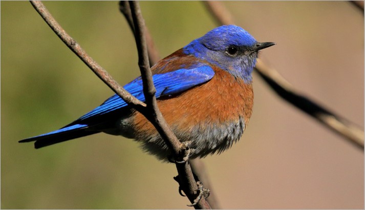 western bluebird
