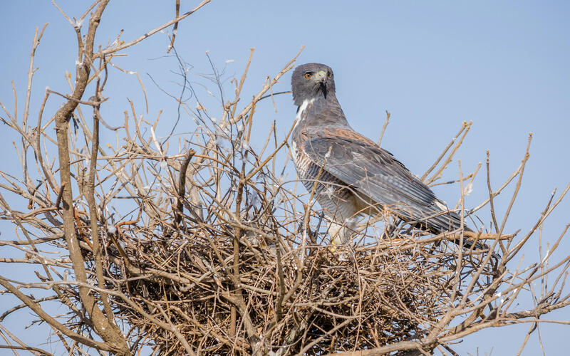 white tailed hawk