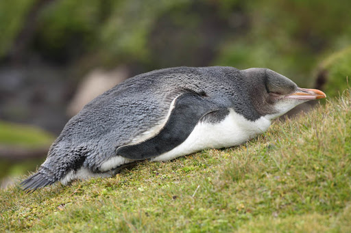 yellow-eyed penguin