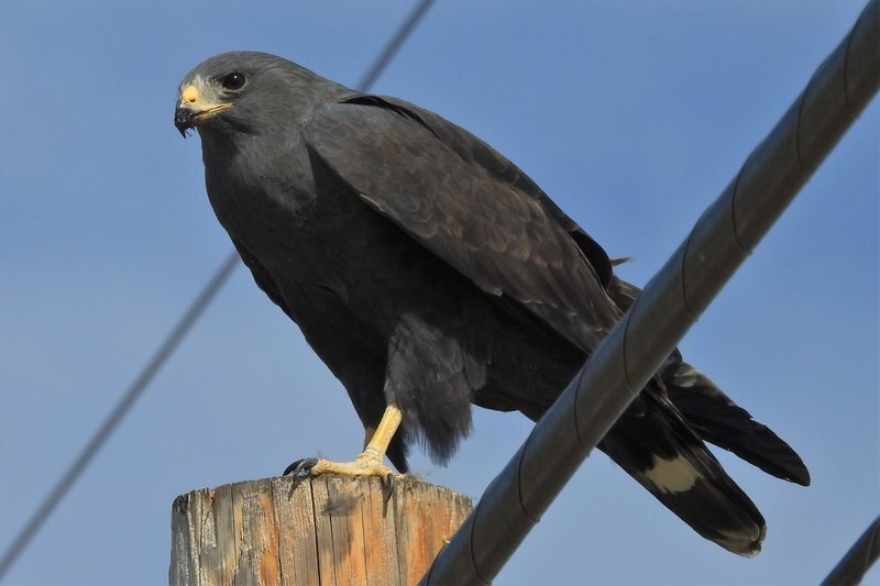 Zone Tailed Hawk Juvenile