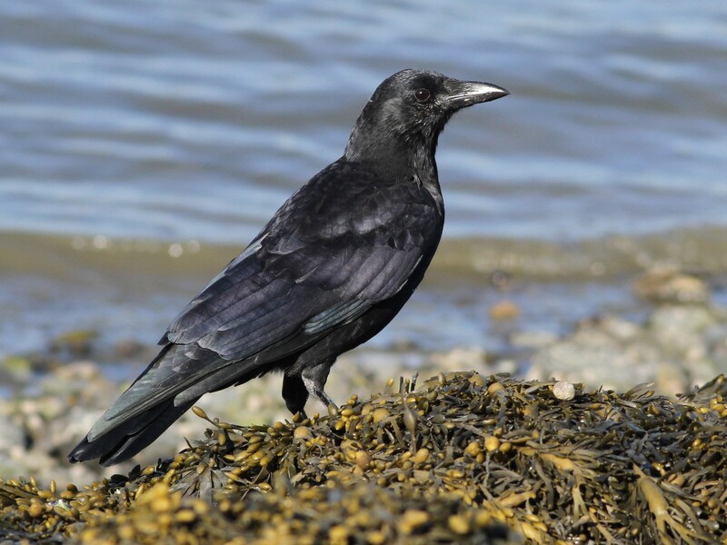 american crow