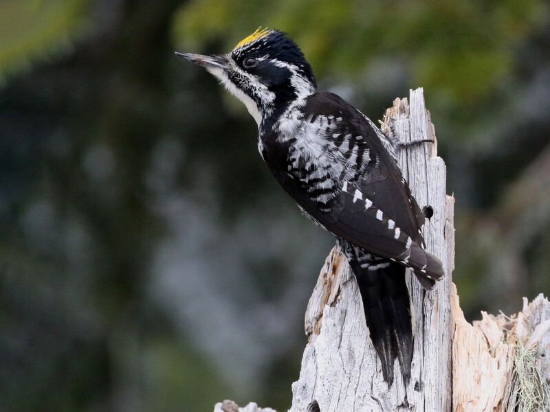 american three toed woodpecker