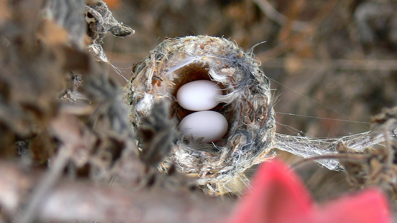 annas hummingbird eggs