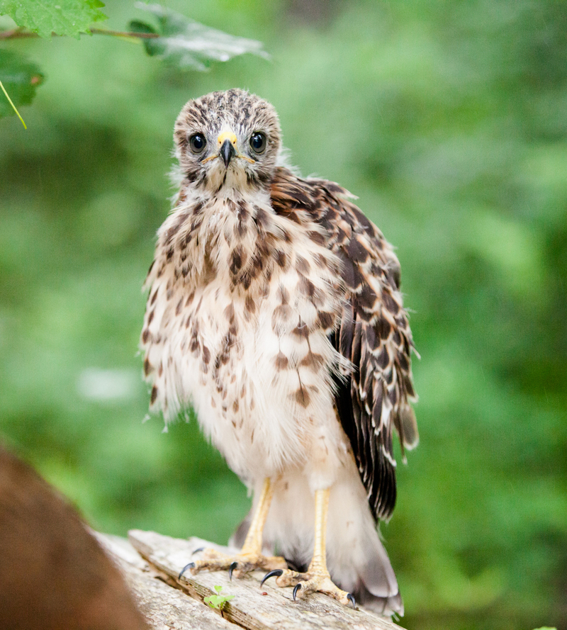 What Do Baby Hawks Eat? 