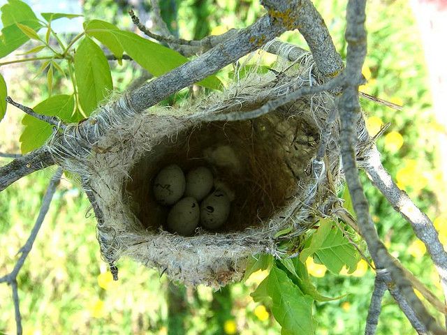 baltimore oriole eggs