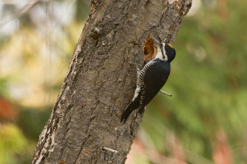 black backed woodpecker