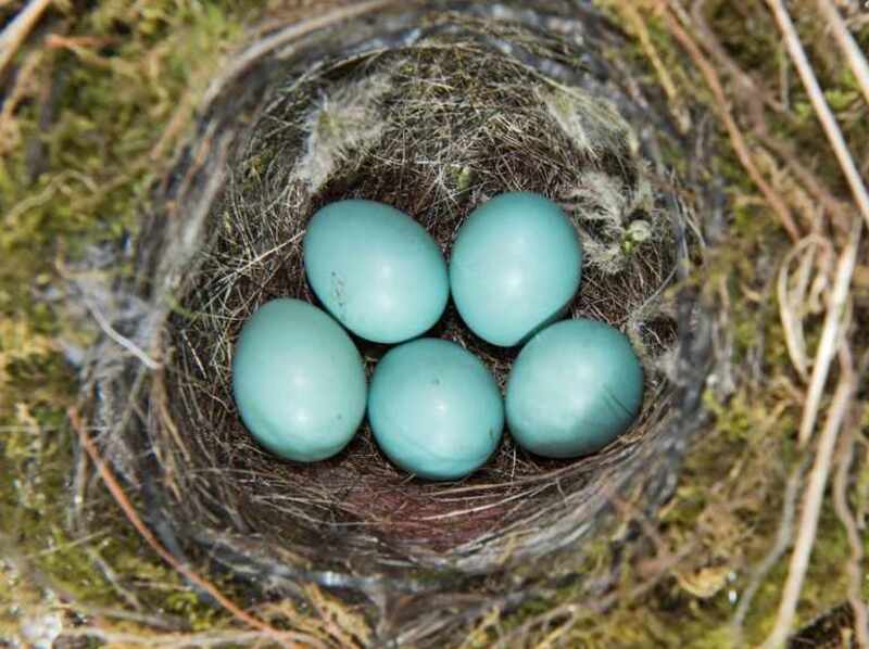 blackbird eggs