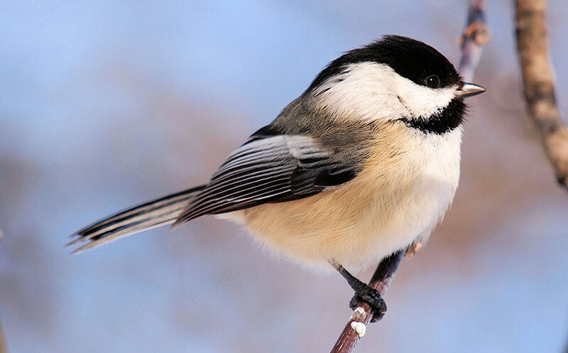 black capped chickadee