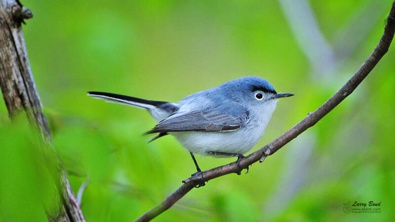 blue gray gnatcatcher