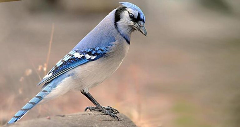 What Do Blue Jays Eat? - Daily Birder