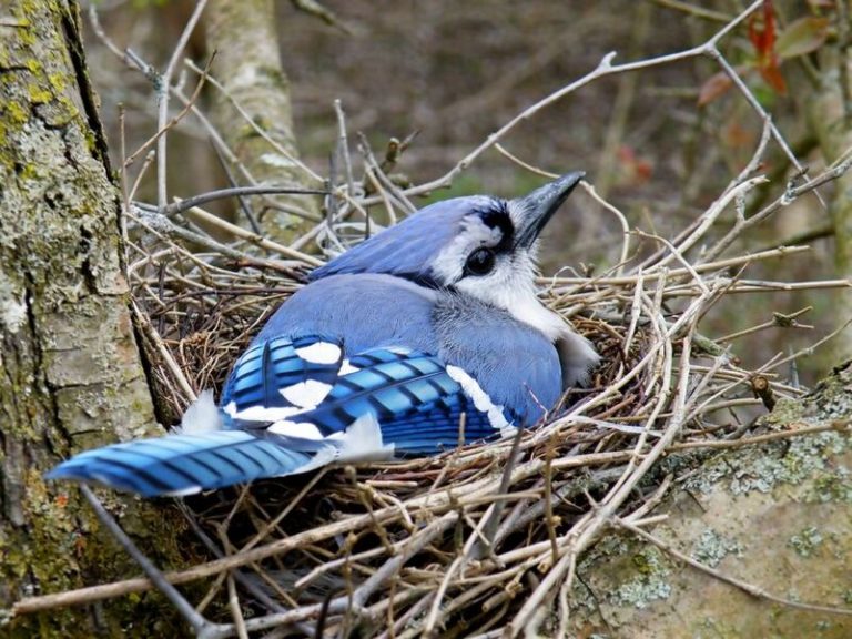Blue Jay Nesting Time