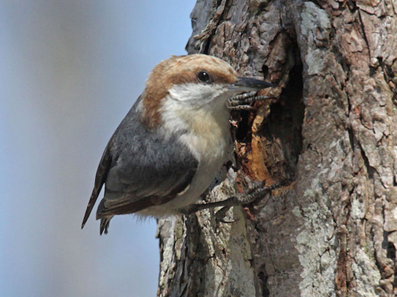 brown headed nuthatch