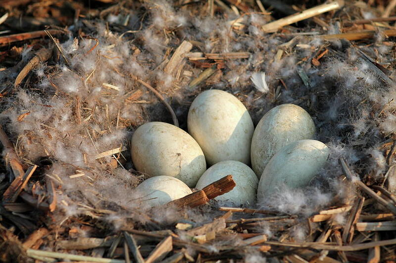 canada geese eggs